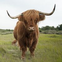 Scottish Highlander in the dune grass