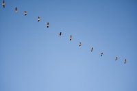 Flying geese, blue sky, nature