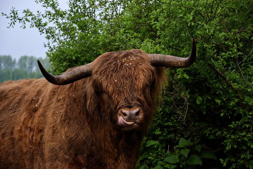 Highland-Charme von IdzardCreations