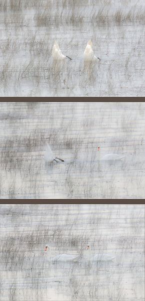 diving swans by Frankje Huisman