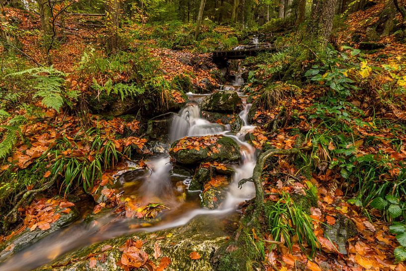 Herfst langs de Hoëgne Rivier in de Ardennen van Bert Beckers