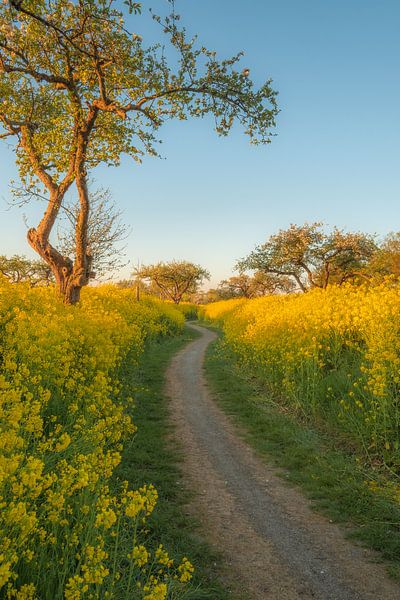 Winding Path by Moetwil en van Dijk - Fotografie