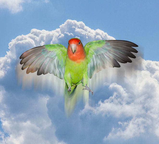 Angel lovebird by Bianca Wisseloo