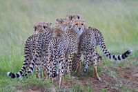 Roedel jachtluipaarden in Masai Mara, Kenia