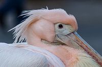 Pink pelican