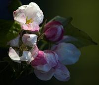 Apple Blossom