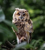 Long-eared owl