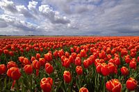 Tulpen veld in de Noordoost Polder