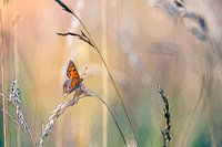 Kleine vuurvlinder tussen het gras