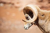 Dikhoornschaap in Bearizona Wildlife Park