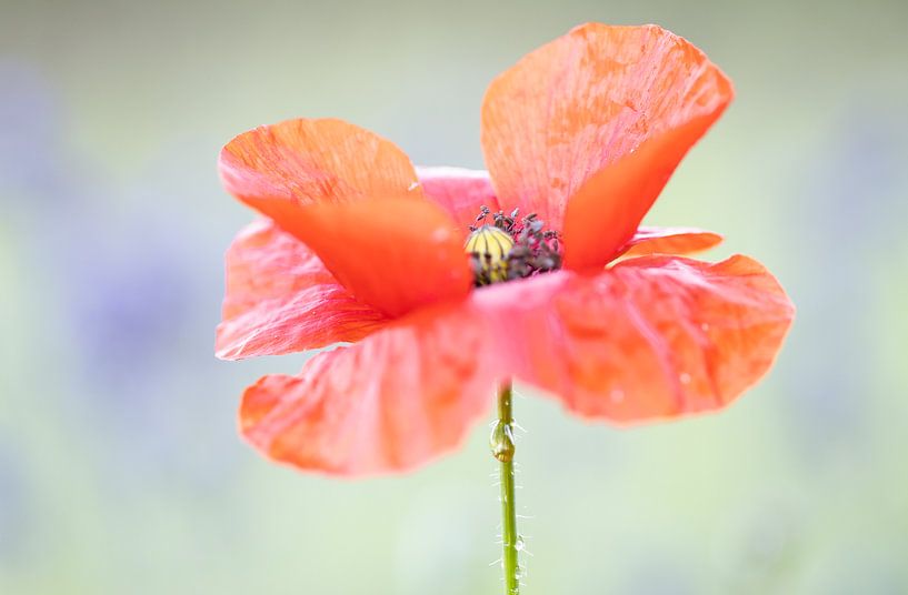 poppy red purple by natascha verbij