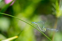 Mating damselflies