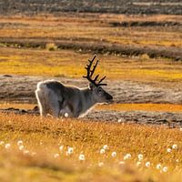 Gouden herfstmomenten met rendieren in Spitsbergen