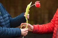 De liefde die tulp heet