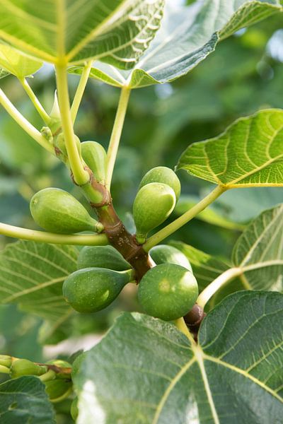 Des figues dans un figuier par Margot van den Berg