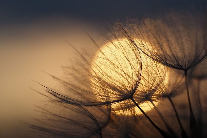 Zonsopkomst achter paardenbloem. von Astrid Brouwers