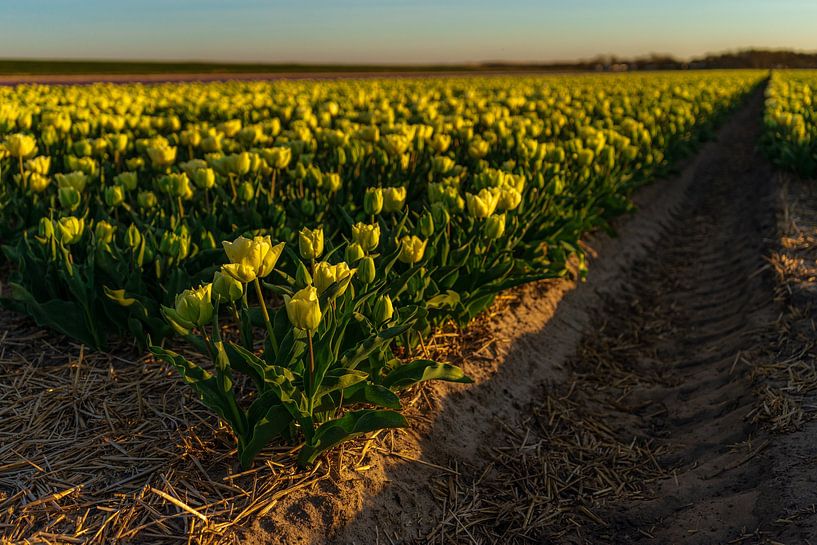 Tulipes jaunes dans un champ de bulbes par Rob Baken