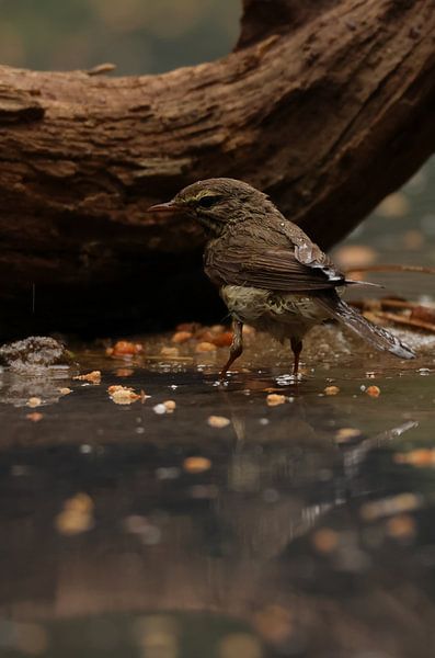 Couleurs de l'eau par Daniëlle Eibrink Jansen