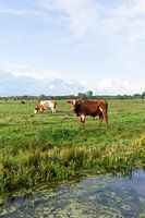 Niederländische Landschaft mit Kühen