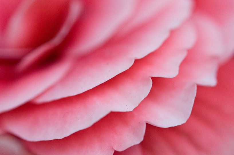 Pink rose petals by fotomeisjeuitbrabant