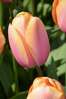 Keukenhof, niederländische Tulpen, holländische Tulpen, Tulpe, schöne Tulpe