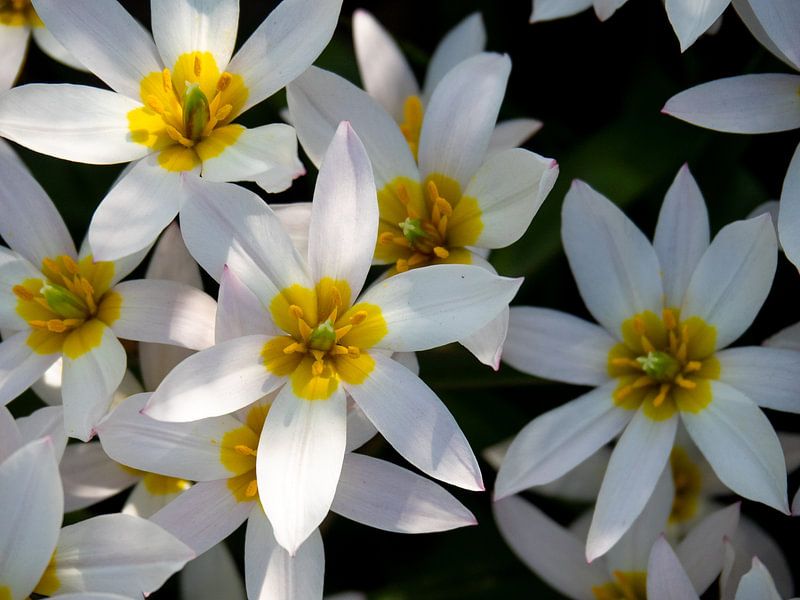 White flowers with yellow centres by Martijn Tilroe