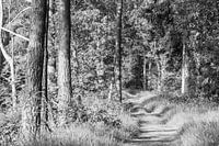 Chemin forestier avec soleil du matin en noir et blanc