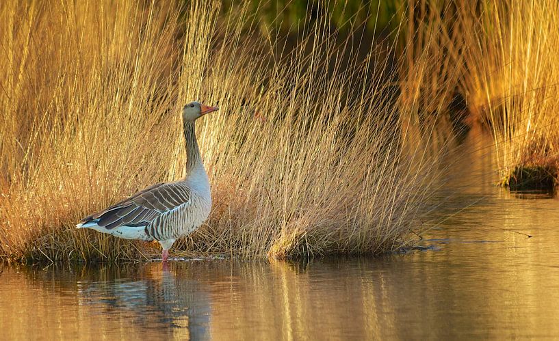 Die goldene Stunde von Eveline Lenderink