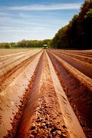 Aspergeveld in Limburg