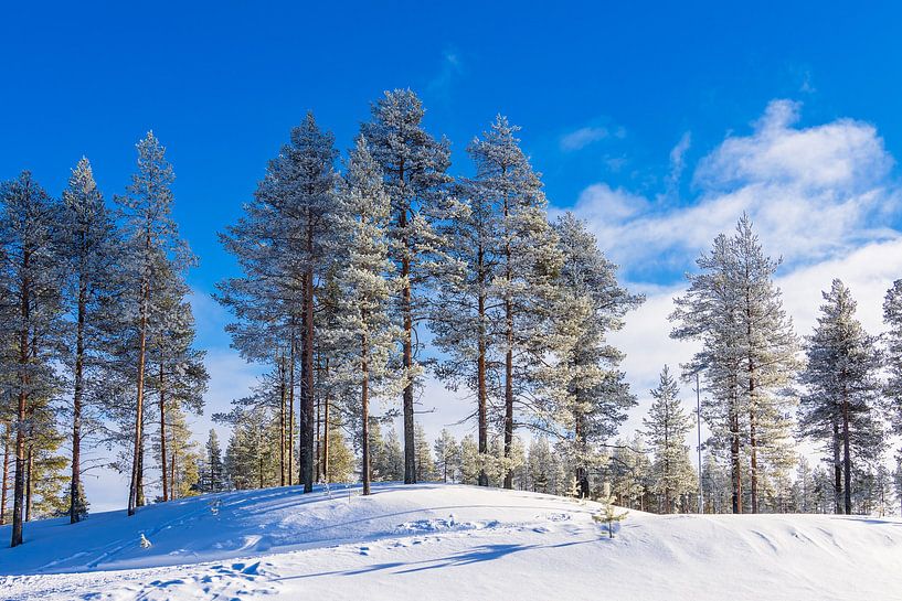 Landschaft mit Schnee im Winter in Kuusamo, Finnland von Rico Ködder