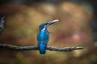 martin-pêcheur avec une proie