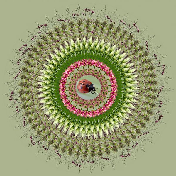 mandala de la nature par Klaartje Majoor