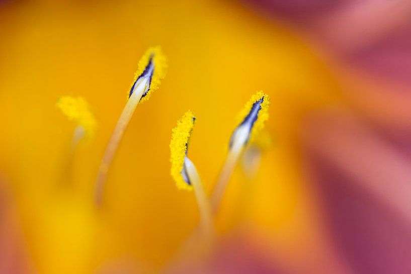 Zomer pracht von Sandra Korb