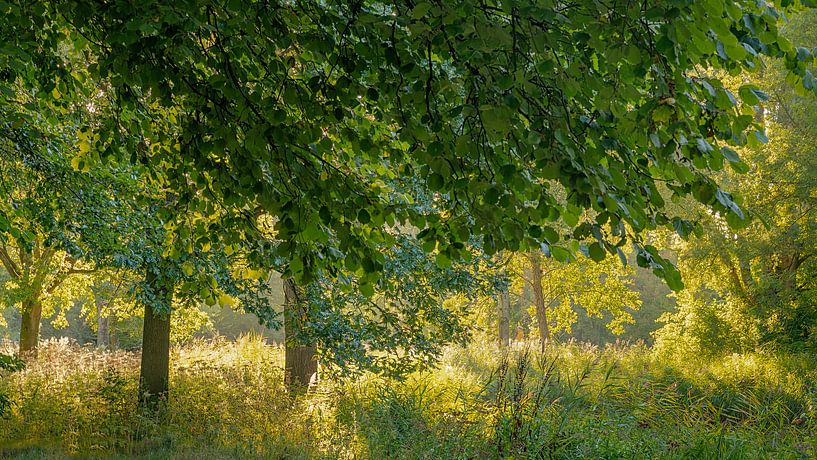 Toute cette lumière et ces couleurs par Ben van der Sande