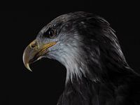 Haliaeetus Leucocephalus - Amerikaanse zeearend