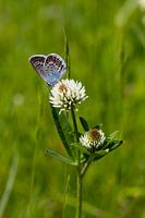 The Icarus blue on a clover flower