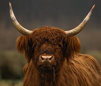 highland cow close up