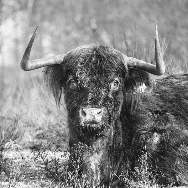 Schotse Hooglander, Zwart/Wit 1:1 Vierkant van Rob van Dongen