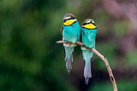 les guêpiers sous la pluie