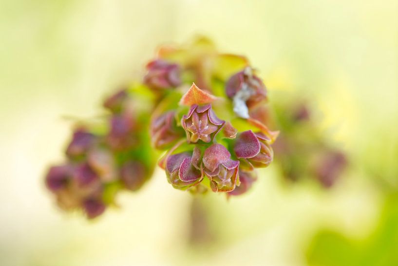 Rosa Heidelbeerknospen mit grüner Pastellfarbe II von Iris Holzer Richardson