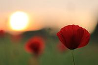 Zonsondergang over het klaprozenveld.