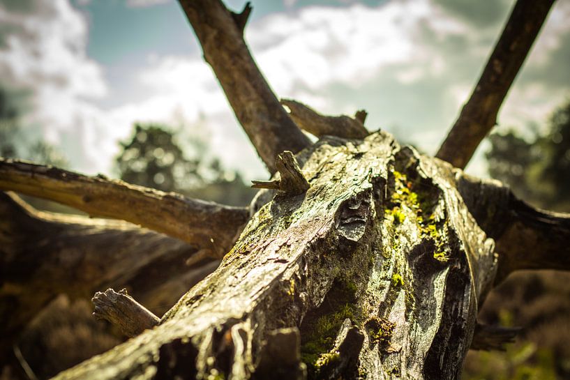 Boomstronk in de zon von Stedom Fotografie