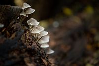Helmmycena (Mycena galericulata)