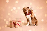 Hallo! Es ist fast Weihnachten / Australischer Schäferhund im Studio mit beiger Hintergrundfarbe