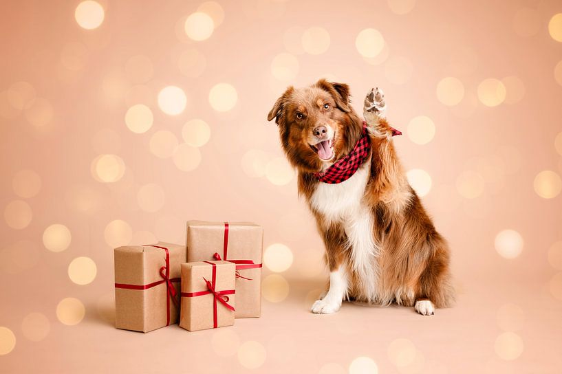 Hello! It's almost Christmas / Australian shepherd dog in studio with beige background colour by Elisabeth Vandepapeliere