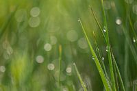 De l'herbe avec des gouttes de rosée
