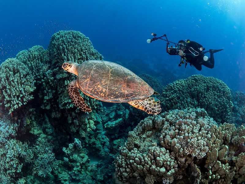 Turtle and a photographer by Ilan Ben Tov