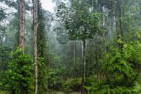 Regenwoud in Borneo