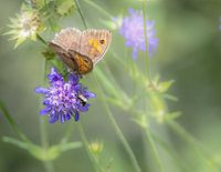 Brauner Mottenfalter