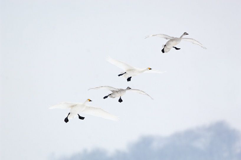 der Einflug... Zwergschwäne *Cygnus bewickii* von wunderbare Erde